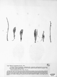 Diplodina leguminis-cytisi image